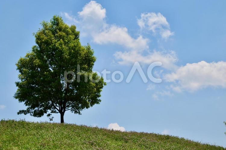 穏やかな午後の日の丘の上の風景 青空,丘,樹木の写真素材