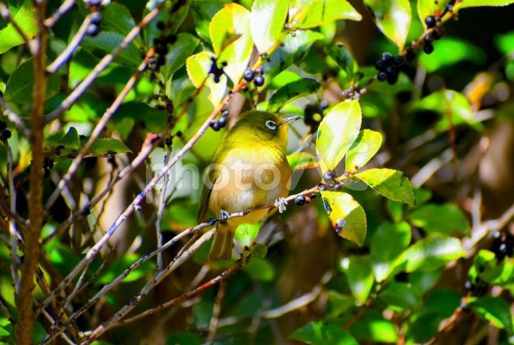 可愛い横顔をパシャり。 メジロ,鳥綱,スズメ目の写真素材