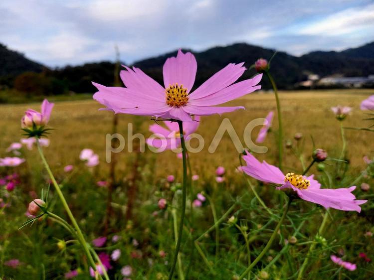 夕暮れ前のコスモス コスモス,秋,夕暮れの写真素材
