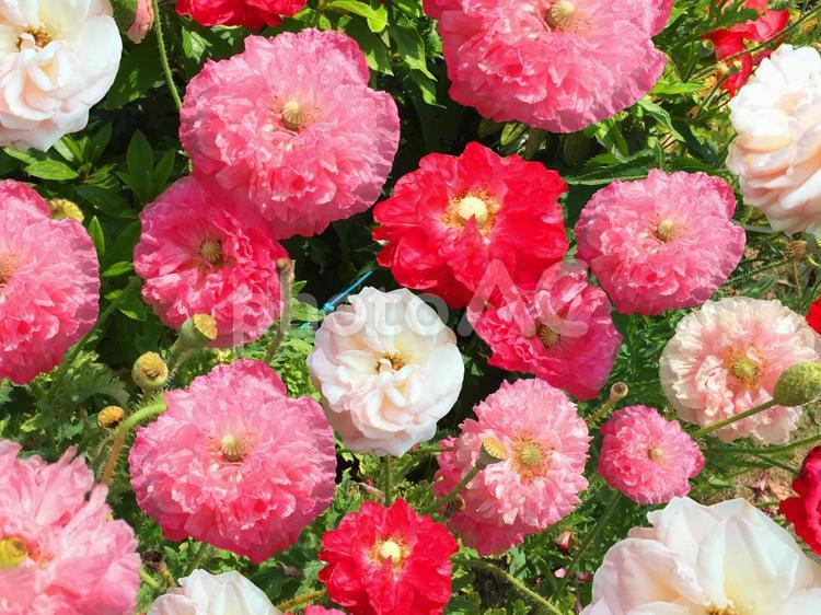 赤とピンクと白の花 花,赤,ピンクの写真素材