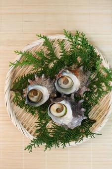 サザエ サザエ,貝,海産物の写真素材