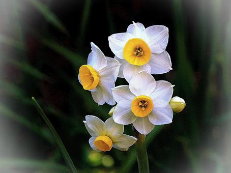 Daffodil flower, JPG