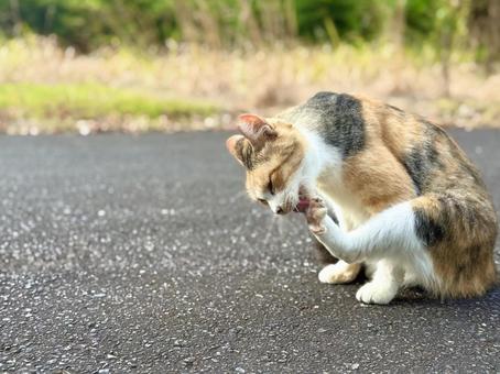 後ろ足を舐める三毛猫 後ろ足を舐める三毛猫の写真