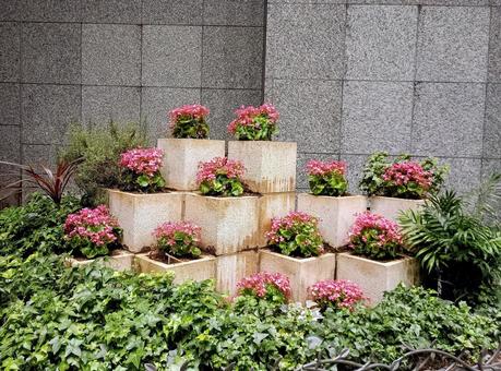 ピンクのベゴニアとアイビー ベゴニア,シュウカイドウ科シュウカイドウ,花の写真素材