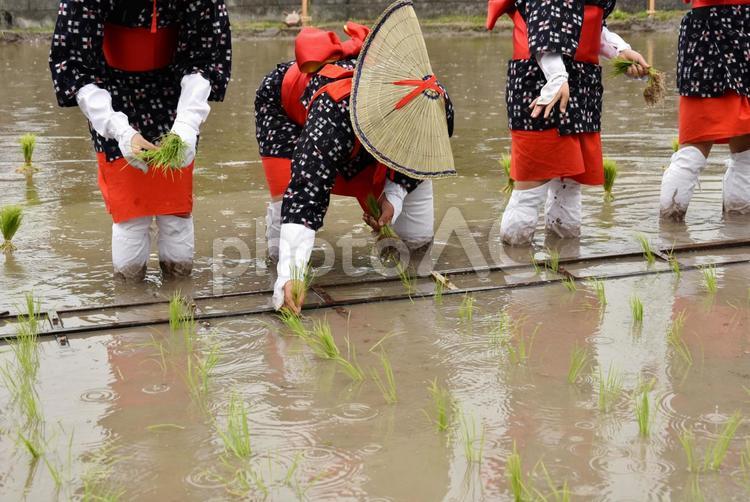 田植　お田植祭　早乙女 田植え,御田植祭,早乙女の写真素材
