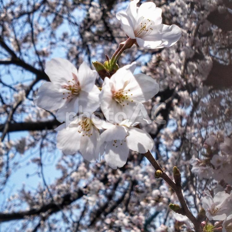桜と青空のコントラスト　春の陽　心和む 桜の花,春,満開の写真素材