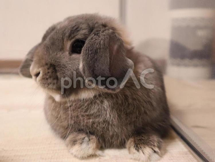 うさぎの横顔。 兎,ホーランドロップ,ペットの写真素材