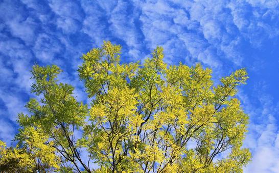 黄色く色づき始めた落葉高木と秋の空雲 黄色く色づき始めた落葉高木と秋の空雲の写真