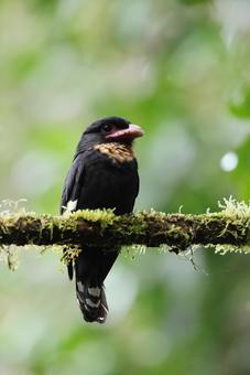 ガマヒロハシ ガマヒロハシ,野鳥,野生動物の写真素材