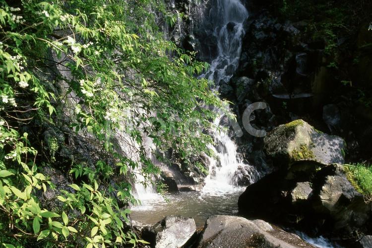 箱根旧道の飛龍の滝3 滝,川,水の写真素材