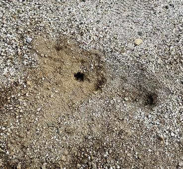 地蜂の巣穴 地蜂の巣穴 地蜂,クロスズメバチ,穴の写真素材