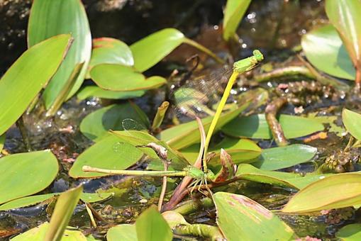 Photo, key dragonfly, dragonfly, ittombo, 