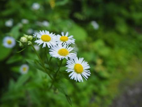 白いお花 ハルジオン,キク科,春の写真素材