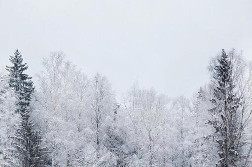 北欧  冬空と雪化粧した木々 冬空,空,木の写真素材