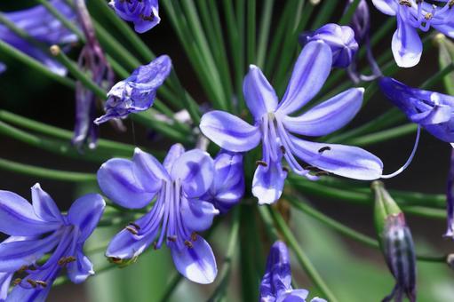 Photo, agapanthus, purple clam, murasaki kunsiran, 