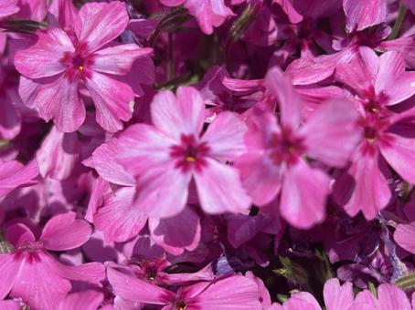 Moss Phlox, JPG Moss Phlox, JPG