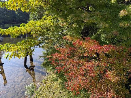 色づき始めた木々と透明な川 色づき始めた木々と透明な川 和,紅葉,水面の写真素材