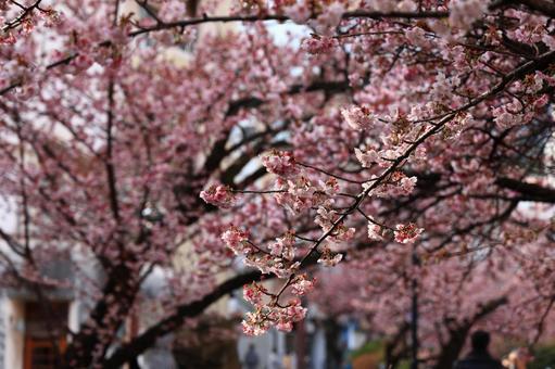 桜 桜の写真