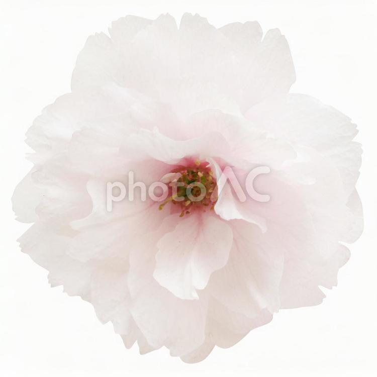 切り抜き素材　桜100 桜,豪華,白の写真素材