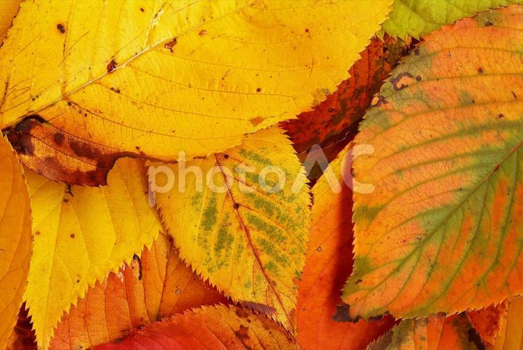 落葉の紅葉　秋のイメージ 落葉,紅葉,サクラの写真素材
