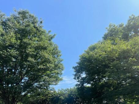 公園 公園の写真