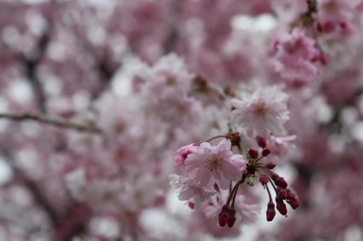 桜 桜の写真