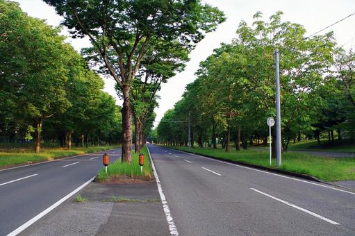 清原中央通りの風景 清原中央通りの風景 清原中央通り,並木,ケヤキの写真素材