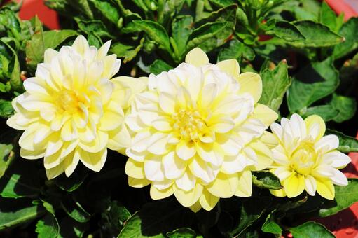 ダリア２２ ダリア,マダムダリア,花の写真素材