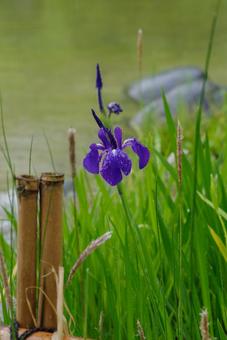 池と花菖蒲の組み合わせが美しいの写真