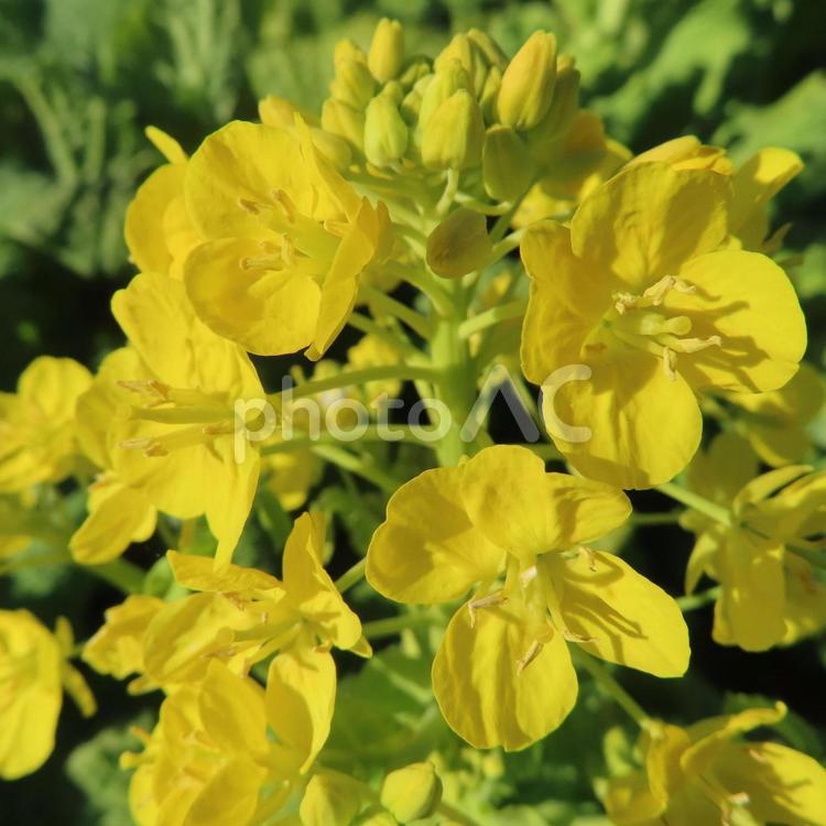 ナノハナ（菜の花） ナノハナ,菜の花,花の写真素材