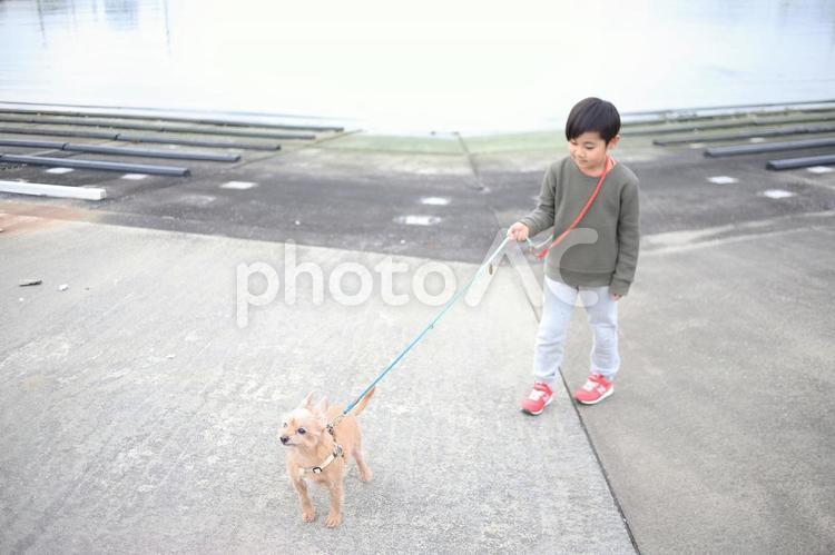 海辺で犬の散歩をする子供 子供,犬,神奈川の写真素材