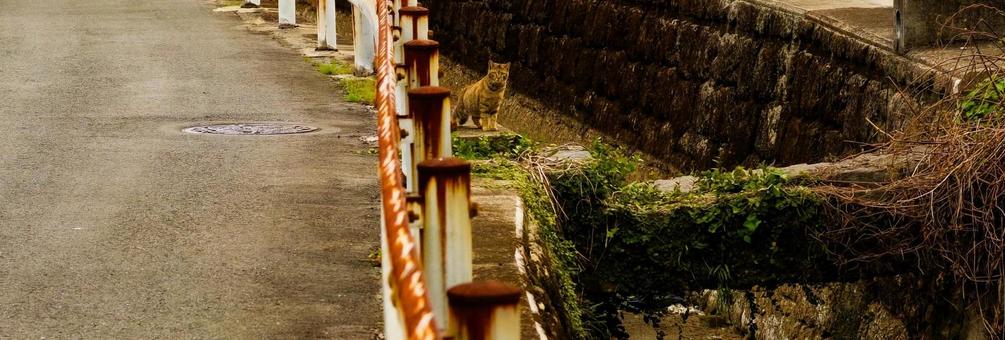 ネコチャ～ンと目と目が合う瞬間 ネコ,猫,見つめあうの写真素材