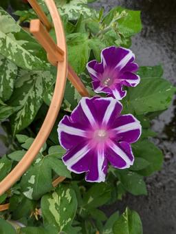 元気な朝顔の花 元気な朝顔の花 朝顔,花,flowerの写真素材