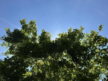 Blue leaves and blue sky 2, JPG