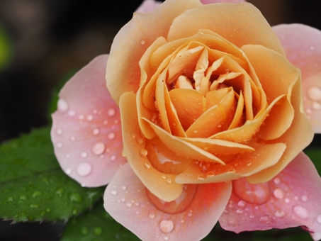 四季咲きのバラ ディストラントドラムス② 四季咲きのバラ ディストラントドラムス② バラ,薔薇,花の写真素材