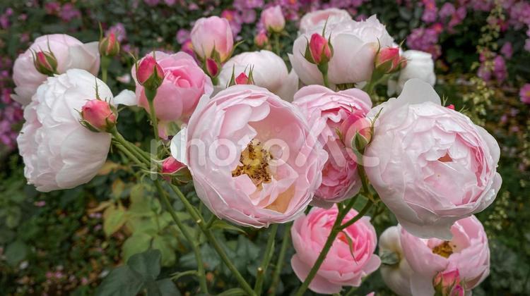 ピンクの濃淡が美しいバラの花 バラ,ロマンチック,エレガントの写真素材