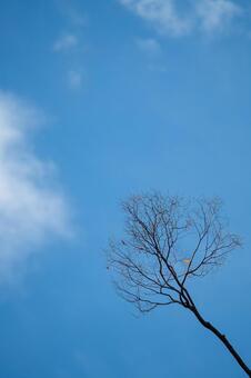 葉が一枚残った落葉樹と冬の空 紅葉,青空,冬の写真素材