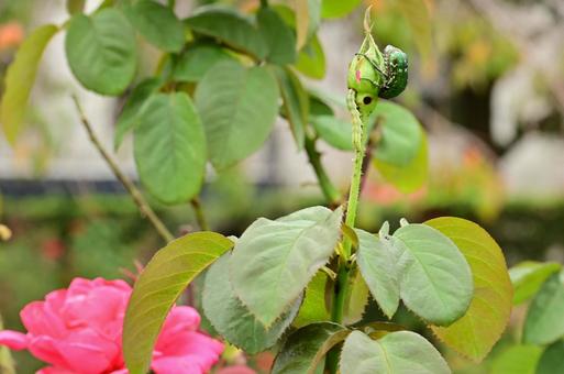 カナブン 自然,屋外,野草の写真素材