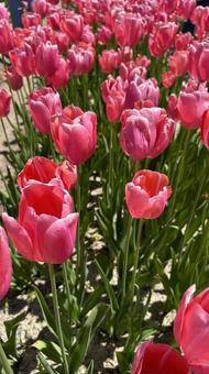 ピンクのチューリップ ピンクのチューリップ 花,自然,縦長の写真素材