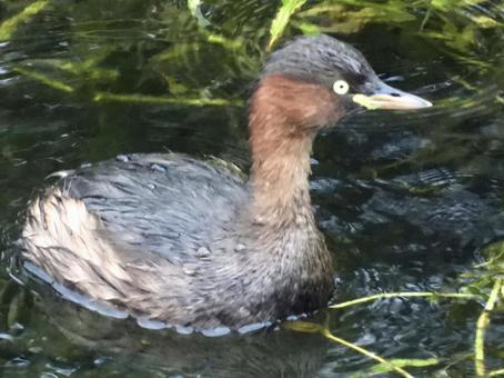 川面に佇むカイツブリの写真