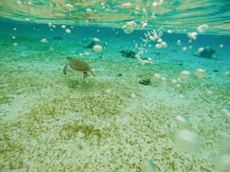 気持ち良さそうに泳ぐ海亀 気持ち良さそうに泳ぐ海亀の写真