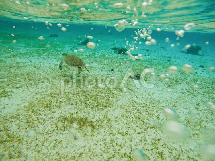 気持ち良さそうに泳ぐ海亀 海亀,亀,海の写真素材
