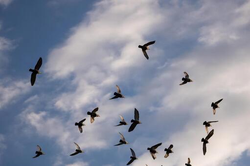空を飛ぶキジバトの群れ 鳥,空,ハトの写真素材