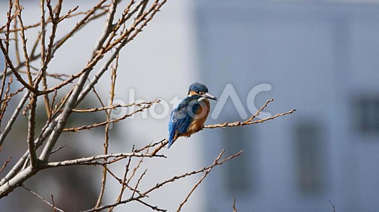 堤防の木から獲物を狙うカワセミ カワセミ,かわせみ,野鳥の写真素材