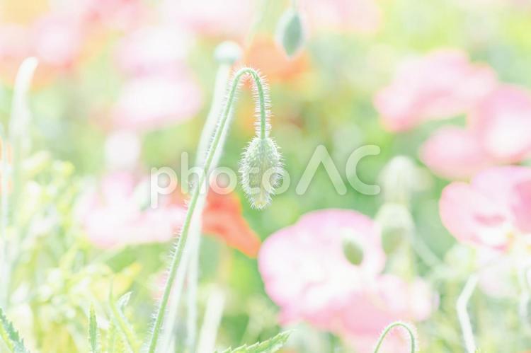 ポピーの蕾のクローズアップ ポピー,花,植物の写真素材