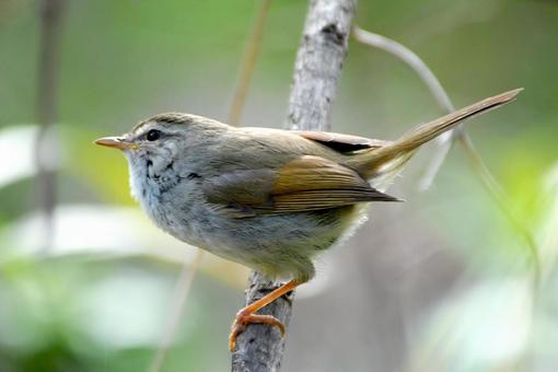 ウグイス２の写真