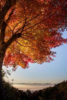 紅葉 紅葉,秋,京都の写真素材
