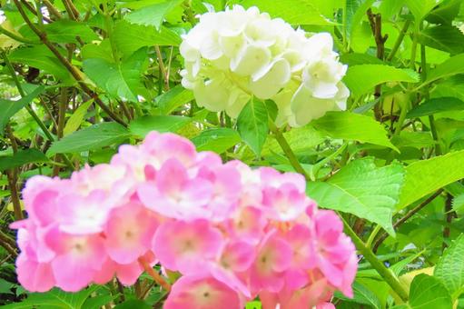 梅雨時期に綺麗に咲いた紫陽花 梅雨時期に綺麗に咲いた紫陽花 あじさい,紫陽花,花の写真素材