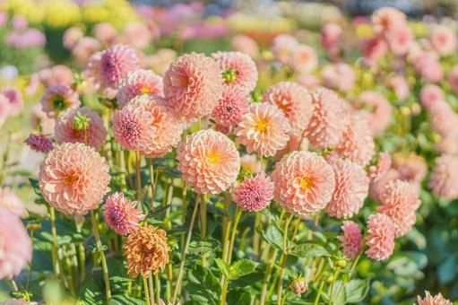 パステルカラーのポンポンダリアの花畑 パステルカラーのポンポンダリアの花畑 ダリア,オレンジ,秋の写真素材