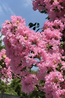 サルスベリの花 サルスベリの花 花木,花びら,ピンクの写真素材